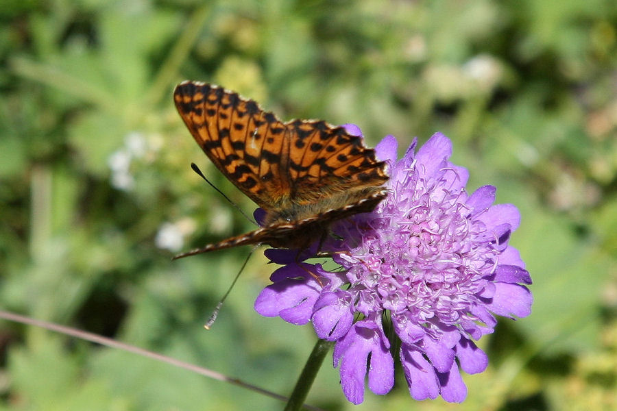 Boloria sp.?